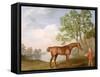 Pumpkin with a Stable-Lad, 1774 (Oil on Panel)-George Stubbs-Framed Stretched Canvas