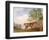 Pumpkin with a Stable-Lad, 1774 (Oil on Panel)-George Stubbs-Framed Premium Giclee Print