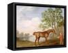 Pumpkin with a Stable-Lad, 1774 (Oil on Panel)-George Stubbs-Framed Stretched Canvas