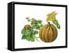 Pumpkin-Giglioli E.-Framed Stretched Canvas