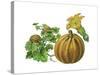 Pumpkin-Giglioli E.-Stretched Canvas