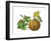 Pumpkin-Giglioli E.-Framed Giclee Print