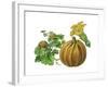 Pumpkin-Giglioli E.-Framed Giclee Print