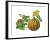 Pumpkin-Giglioli E.-Framed Giclee Print