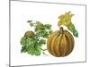 Pumpkin-Giglioli E.-Mounted Giclee Print