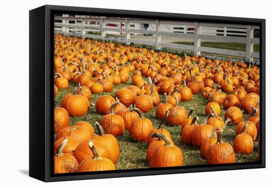 Pumpkins at White Post Farms on Long Island, NY-null-Framed Stretched Canvas
