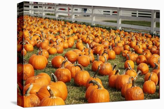 Pumpkins at White Post Farms on Long Island, NY-null-Stretched Canvas