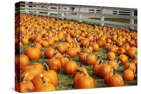 Pumpkins at White Post Farms on Long Island, NY-null-Stretched Canvas