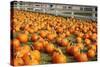 Pumpkins at White Post Farms on Long Island, NY-null-Stretched Canvas