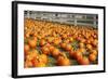 Pumpkins at White Post Farms on Long Island, NY-null-Framed Photo