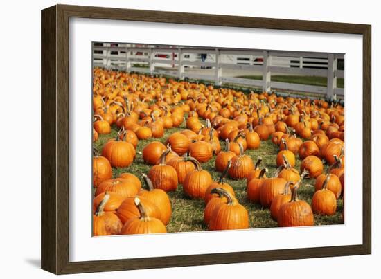 Pumpkins at White Post Farms on Long Island, NY-null-Framed Photo