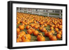 Pumpkins at White Post Farms on Long Island, NY-null-Framed Photo