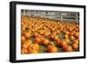 Pumpkins at White Post Farms on Long Island, NY-null-Framed Photo