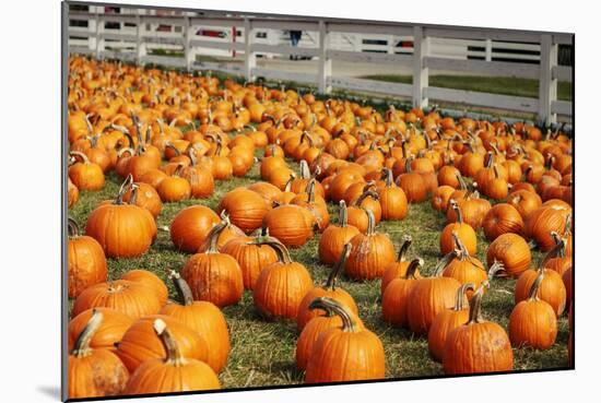 Pumpkins at White Post Farms on Long Island, NY-null-Mounted Photo