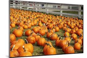 Pumpkins at White Post Farms on Long Island, NY-null-Mounted Photo