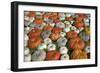 Pumpkins Collage-null-Framed Photographic Print