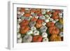 Pumpkins Collage-null-Framed Photographic Print