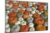 Pumpkins Collage-null-Mounted Photographic Print