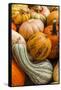 Pumpkins, Gouds and Winter Squash for Sale-Richard T. Nowitz-Framed Stretched Canvas