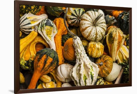 Pumpkins, Gouds and Winter Squash for Sale-Richard T. Nowitz-Framed Photographic Print