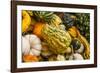 Pumpkins, Gouds and Winter Squash for Sale-Richard T. Nowitz-Framed Photographic Print