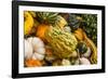 Pumpkins, Gouds and Winter Squash for Sale-Richard T. Nowitz-Framed Photographic Print