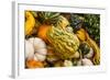 Pumpkins, Gouds and Winter Squash for Sale-Richard T. Nowitz-Framed Photographic Print