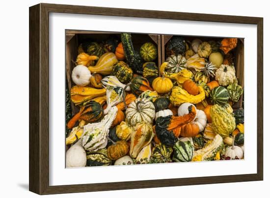 Pumpkins, Gouds and Winter Squash for Sale-Richard T. Nowitz-Framed Photographic Print