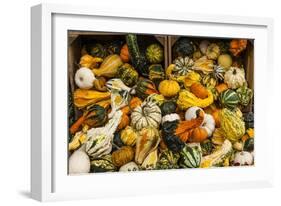 Pumpkins, Gouds and Winter Squash for Sale-Richard T. Nowitz-Framed Photographic Print