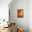 Pumpkins I-Karyn Millet-Stretched Canvas displayed on a wall