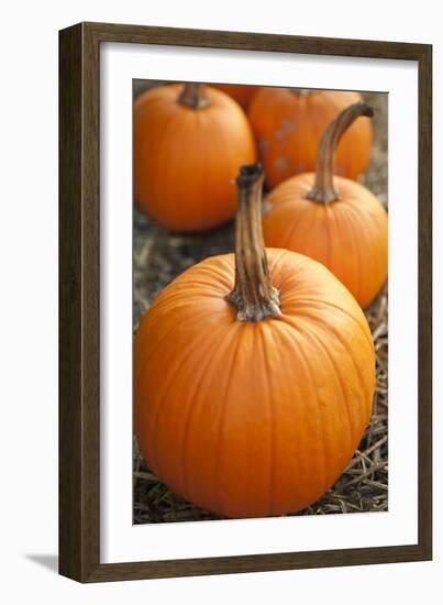 Pumpkins I-Karyn Millet-Framed Photographic Print