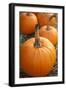 Pumpkins I-Karyn Millet-Framed Photographic Print