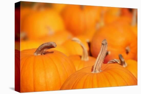 Pumpkins in a Pumpkin Patch-soupstock-Stretched Canvas