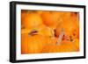 Pumpkins in a Pumpkin Patch-soupstock-Framed Photographic Print
