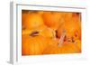 Pumpkins in a Pumpkin Patch-soupstock-Framed Photographic Print