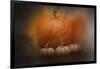 Pumpkins in October-Jai Johnson-Framed Giclee Print