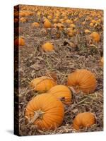 Pumpkins in Ready for Harvest, Shelbourne, Massachusetts, USA-Adam Jones-Stretched Canvas