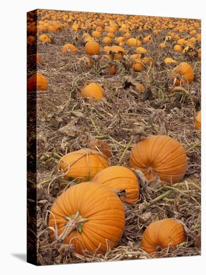 Pumpkins in Ready for Harvest, Shelbourne, Massachusetts, USA-Adam Jones-Stretched Canvas