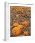 Pumpkins in Ready for Harvest, Shelbourne, Massachusetts, USA-Adam Jones-Framed Photographic Print