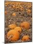 Pumpkins in Ready for Harvest, Shelbourne, Massachusetts, USA-Adam Jones-Mounted Photographic Print