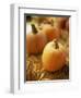 Pumpkins on Bale of Hay-David Papazian-Framed Photographic Print