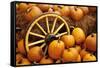 Pumpkins on Display-Darrell Gulin-Framed Stretched Canvas