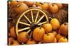 Pumpkins on Display-Darrell Gulin-Stretched Canvas