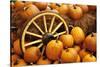 Pumpkins on Display-Darrell Gulin-Stretched Canvas