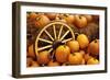 Pumpkins on Display-Darrell Gulin-Framed Photographic Print