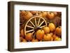 Pumpkins on Display-Darrell Gulin-Framed Photographic Print