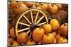 Pumpkins on Display-Darrell Gulin-Mounted Photographic Print