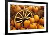 Pumpkins on Display-Darrell Gulin-Framed Photographic Print