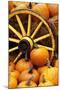 Pumpkins on Display-Darrell Gulin-Mounted Photographic Print