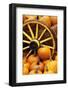 Pumpkins on Display-Darrell Gulin-Framed Photographic Print